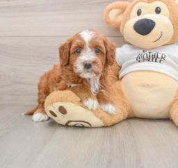 6 week old Mini Goldendoodle Puppy For Sale - Windy City Pups