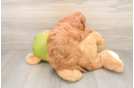 Funny Mini Goldendoodle Poodle Mix Pup