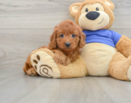 7 week old Mini Goldendoodle Puppy For Sale - Windy City Pups