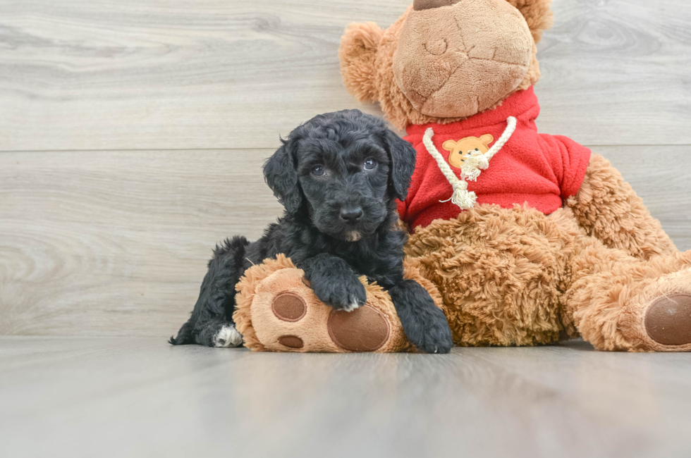 7 week old Mini Goldendoodle Puppy For Sale - Windy City Pups