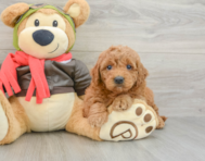 8 week old Mini Goldendoodle Puppy For Sale - Windy City Pups