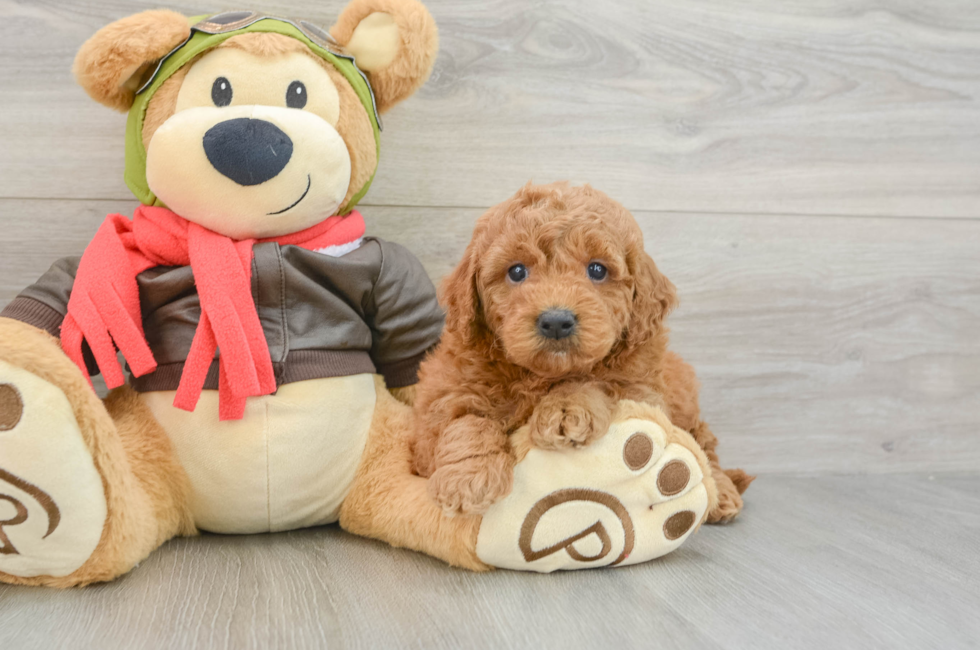5 week old Mini Goldendoodle Puppy For Sale - Windy City Pups