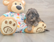 6 week old Mini Goldendoodle Puppy For Sale - Windy City Pups