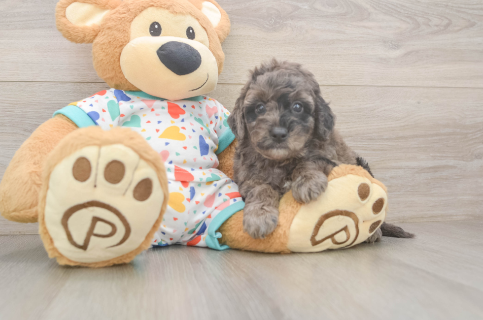 5 week old Mini Goldendoodle Puppy For Sale - Windy City Pups