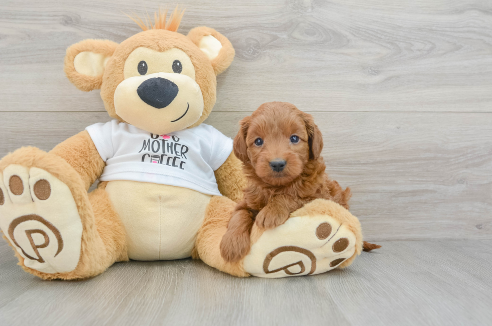 5 week old Mini Goldendoodle Puppy For Sale - Windy City Pups