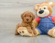 7 week old Mini Goldendoodle Puppy For Sale - Windy City Pups
