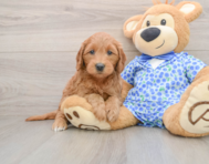 7 week old Mini Goldendoodle Puppy For Sale - Windy City Pups