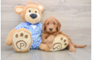 Popular Mini Goldendoodle Poodle Mix Pup