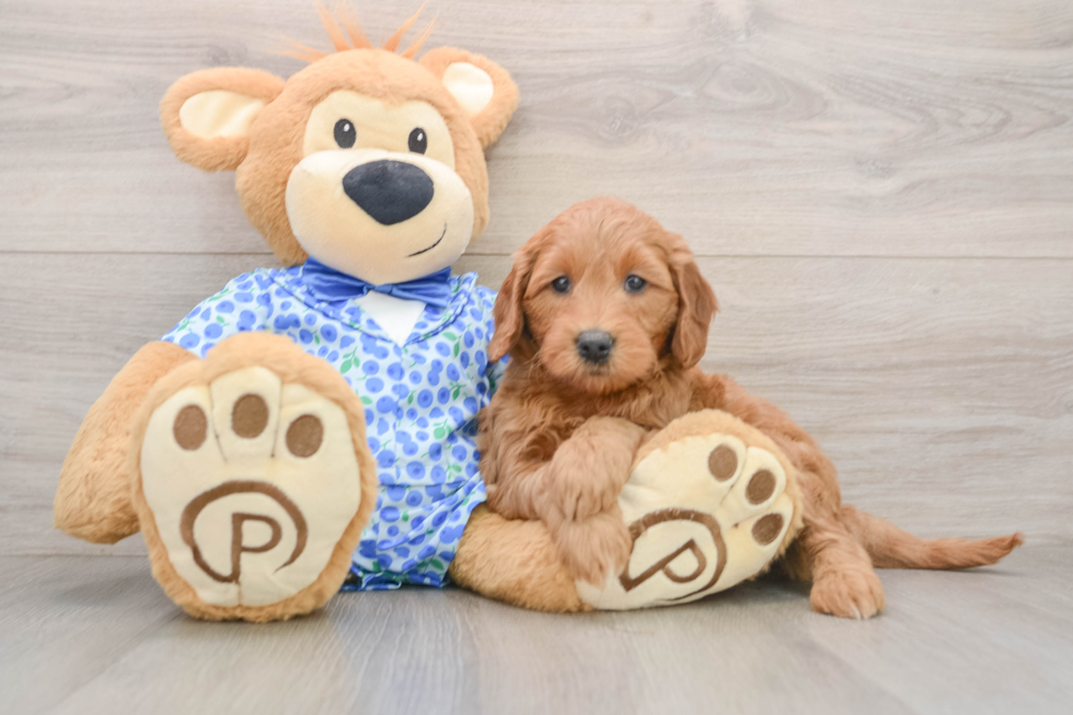 Popular Mini Goldendoodle Poodle Mix Pup