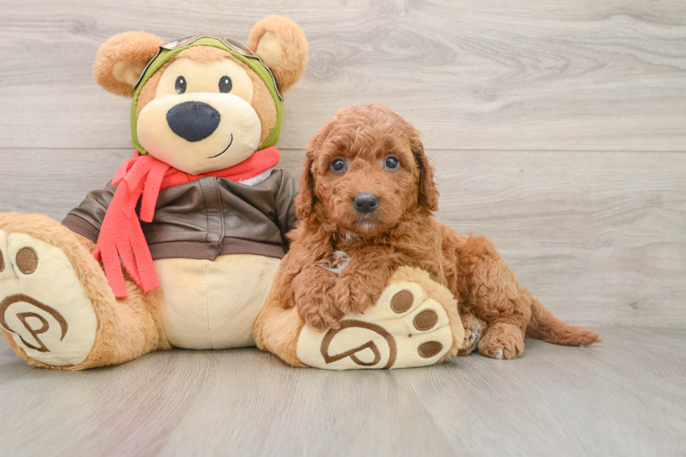 Happy Mini Goldendoodle Baby