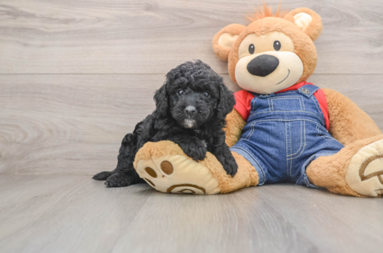 EFFIE, a Mini Goldendoodle littermate