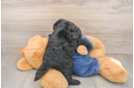 Friendly Mini Goldendoodle Baby