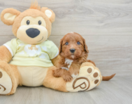 7 week old Mini Goldendoodle Puppy For Sale - Windy City Pups