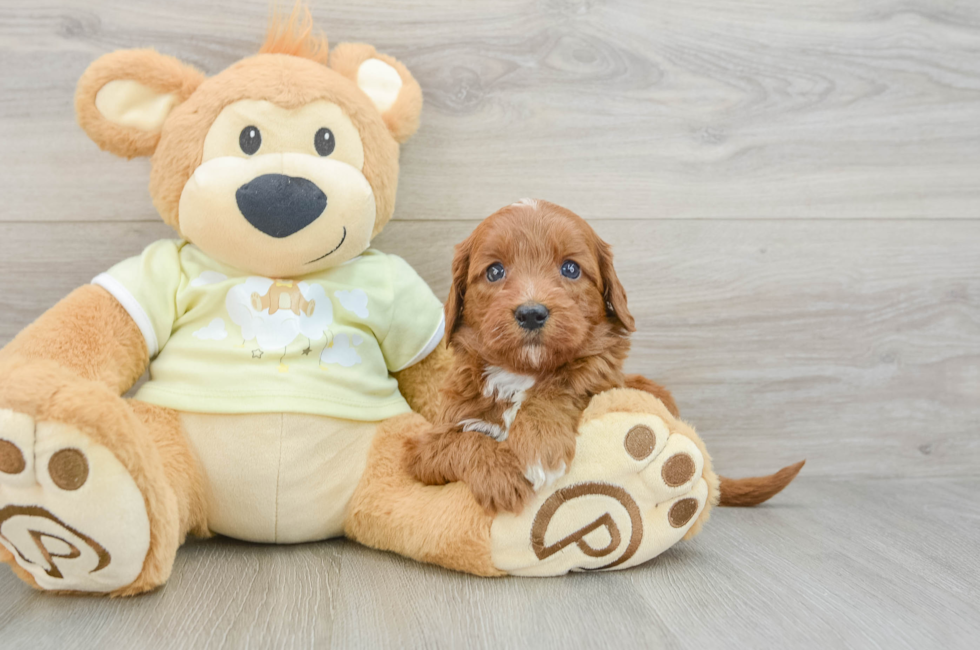 6 week old Mini Goldendoodle Puppy For Sale - Windy City Pups