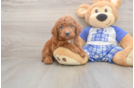 Meet Ego - our Mini Goldendoodle Puppy Photo  2/3 - Windy City Pups Petite Mini Goldendoodle Poodle Mix Pup