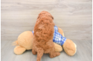 Meet Ego - our Mini Goldendoodle Puppy Photo  3/3 - Windy City Pups Mini Goldendoodle Puppy for Adoption