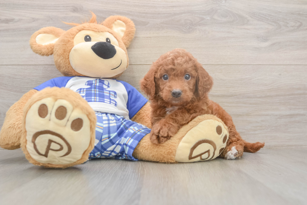 Meet Ego - our Mini Goldendoodle Puppy Photo  1/3 - Windy City Pups Small Mini Goldendoodle Baby