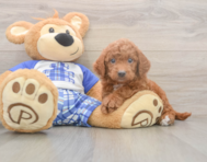 6 week old Mini Goldendoodle Puppy For Sale - Windy City Pups 6 week old Mini Goldendoodle Puppy For Sale - Windy City Pups
