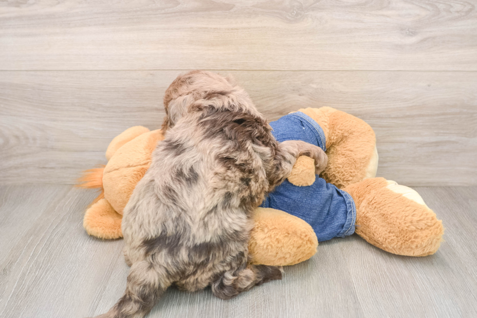 Mini Goldendoodle Pup Being Cute