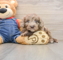 7 week old Mini Goldendoodle Puppy For Sale - Windy City Pups