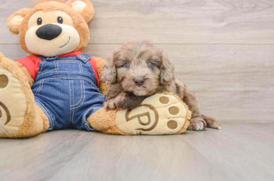 EGO, a Mini Goldendoodle littermate