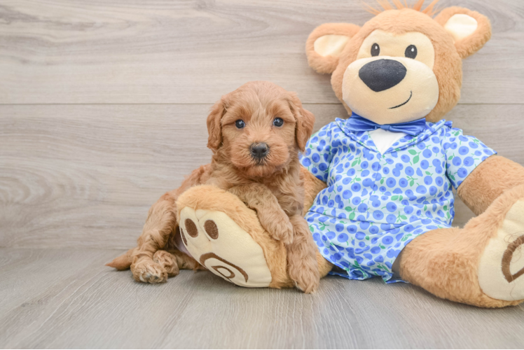 Mini Goldendoodle Pup Being Cute