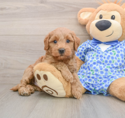 7 week old Mini Goldendoodle Puppy For Sale - Windy City Pups