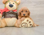 7 week old Mini Goldendoodle Puppy For Sale - Windy City Pups