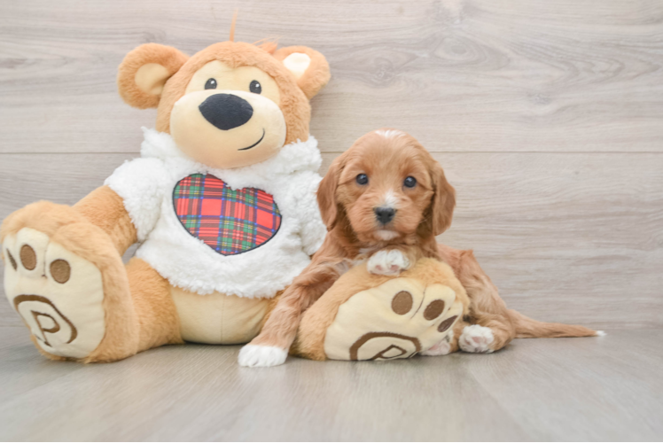 Best Mini Goldendoodle Baby