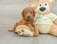 7 week old Mini Goldendoodle Puppy For Sale - Windy City Pups