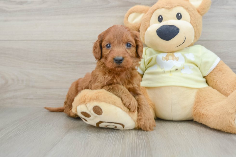 6 week old Mini Goldendoodle Puppy For Sale - Windy City Pups