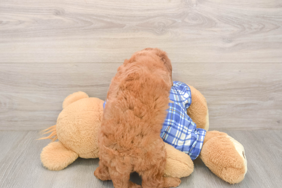 Meet Eli - our Mini Goldendoodle Puppy Photo  3/3 - Windy City Pups Cute Mini Goldendoodle Baby