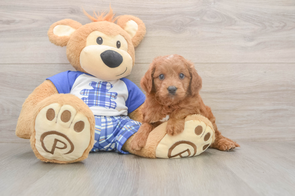 6 week old Mini Goldendoodle Puppy For Sale - Windy City Pups
