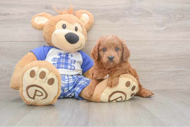 Meet Eli - our Mini Goldendoodle Puppy Photo  1/3 - Windy City Pups Mini Goldendoodle Puppy for Adoption