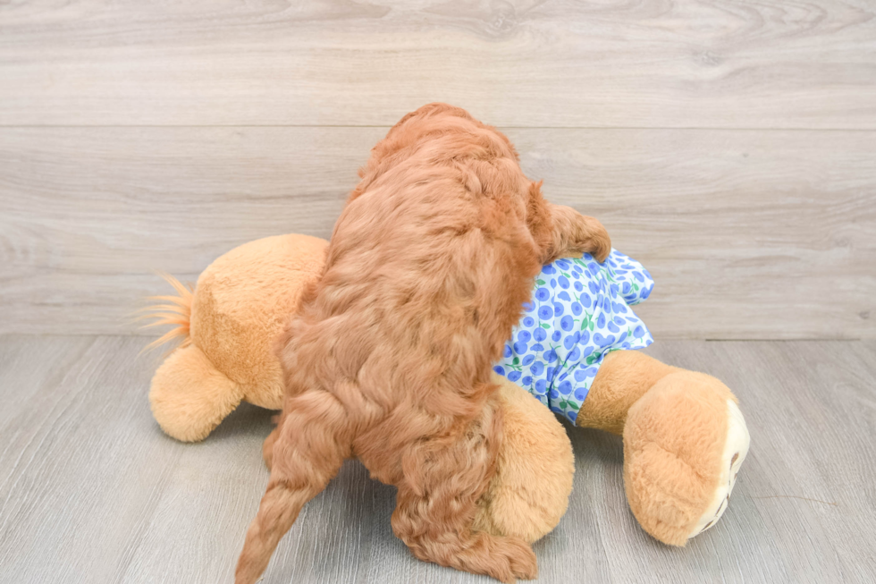 Mini Goldendoodle Puppy for Adoption