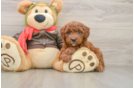 Best Mini Goldendoodle Baby