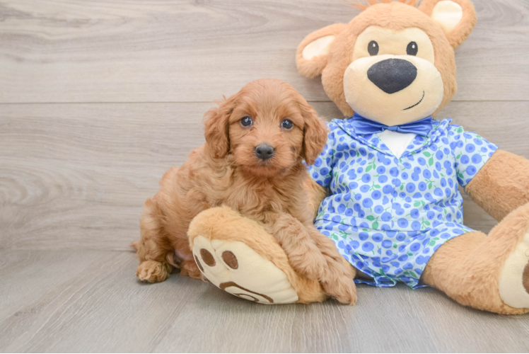 Mini Goldendoodle Pup Being Cute