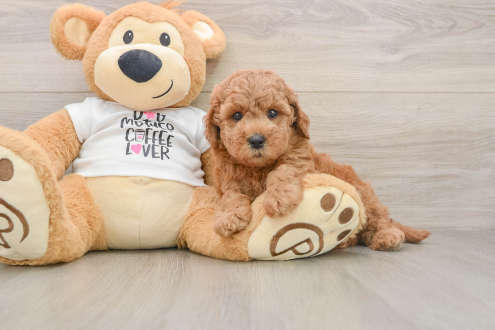 Popular Mini Goldendoodle Poodle Mix Pup