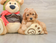 7 week old Mini Goldendoodle Puppy For Sale - Windy City Pups