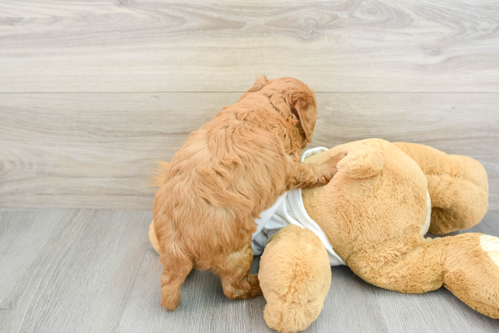 Playful Mini Groodle Poodle Mix Puppy