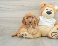 7 week old Mini Goldendoodle Puppy For Sale - Windy City Pups