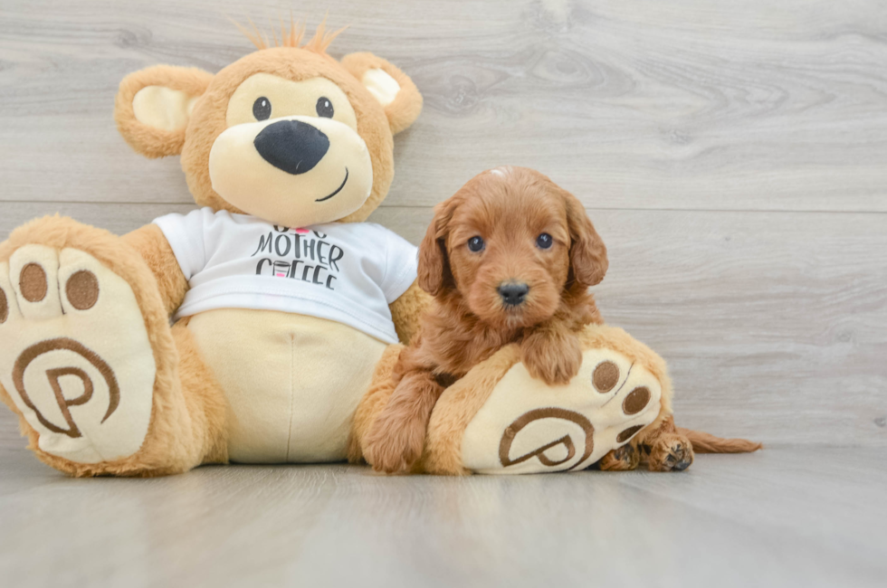 5 week old Mini Goldendoodle Puppy For Sale - Windy City Pups