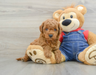6 week old Mini Goldendoodle Puppy For Sale - Windy City Pups