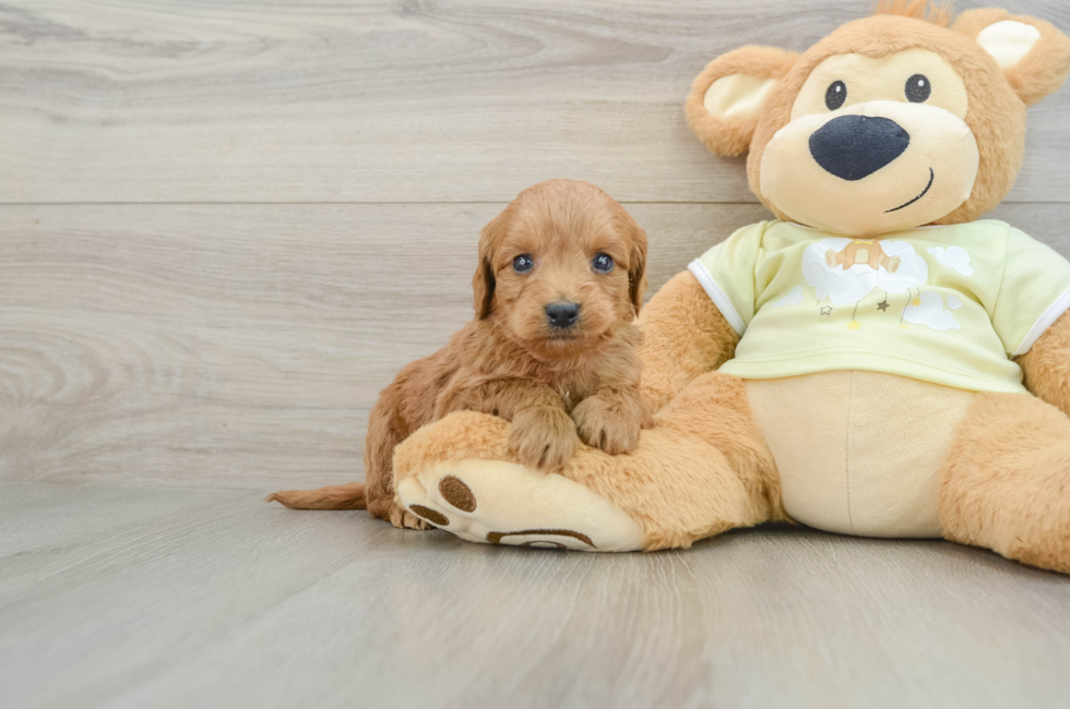 6 week old Mini Goldendoodle Puppy For Sale - Windy City Pups