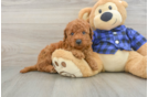 Happy Mini Goldendoodle Baby