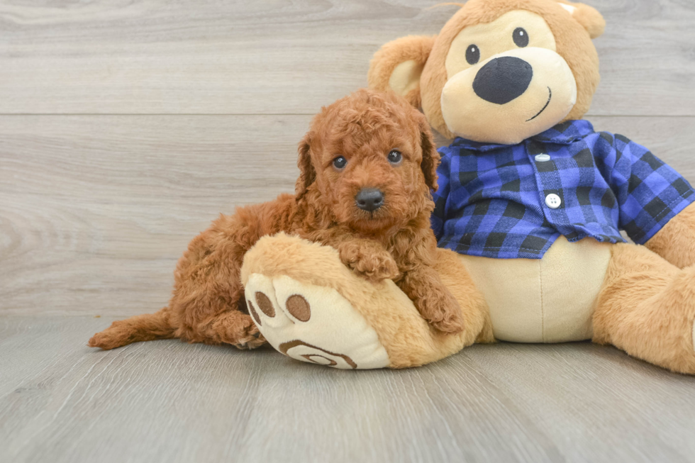 Happy Mini Goldendoodle Baby