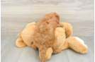 Mini Goldendoodle Puppy for Adoption