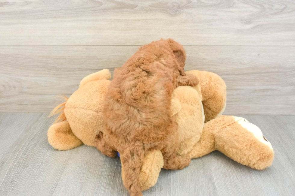 Mini Goldendoodle Puppy for Adoption