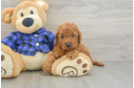 Hypoallergenic Mini Goldiepoo Poodle Mix Puppy
