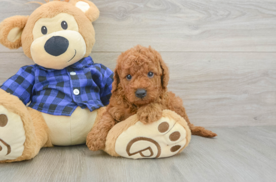 Hypoallergenic Mini Goldiepoo Poodle Mix Puppy